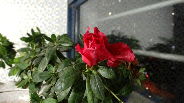 1486546461938781.gif 19563061.gif